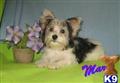 Biewer Yorkshire Terriers