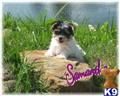 Biewer Yorkshire Terriers
