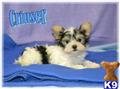 Biewer Yorkshire Terriers