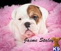 Bulldog