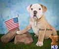 Bulldog