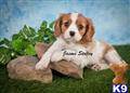 Cavalier King Charles Spaniel