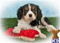 Cavalier King Charles Spaniel