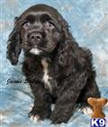 Cocker Spaniel