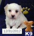 Coton De Tulear