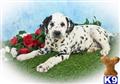 Dalmatian