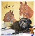 Havanese