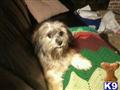 Havanese