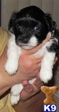 Havanese