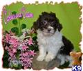 Havanese