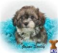 Havanese