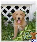 Labradoodle