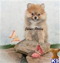 Pomeranian