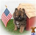 Pomeranian