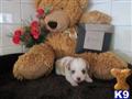 Schnoodle