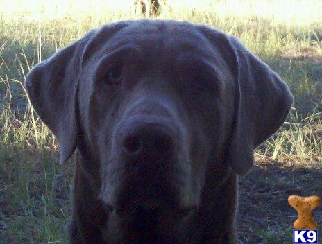Stud Dogs - Labrador Retriever