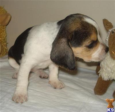 Puppies in RI
