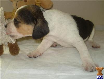 Puppies in RI