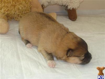 Puppies in RI