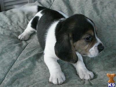 Puppies in RI