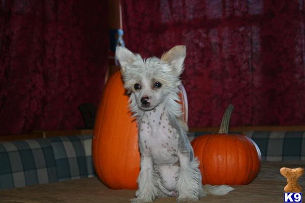Dogs - Chinese Crested