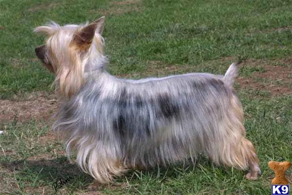 Dogs - Silky Terrier