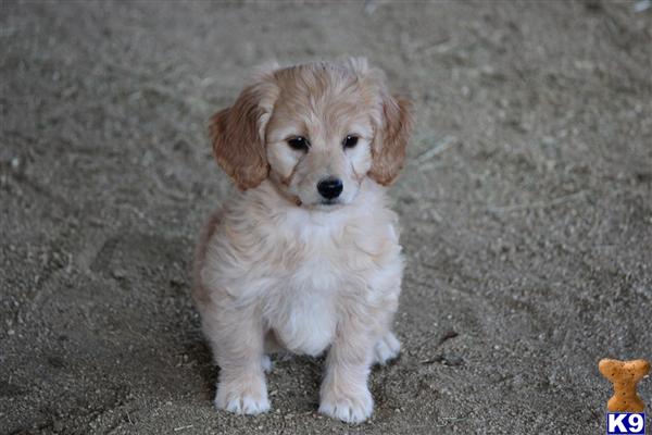 Puppies in Temecula
