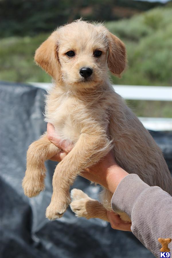 Puppies in Temecula