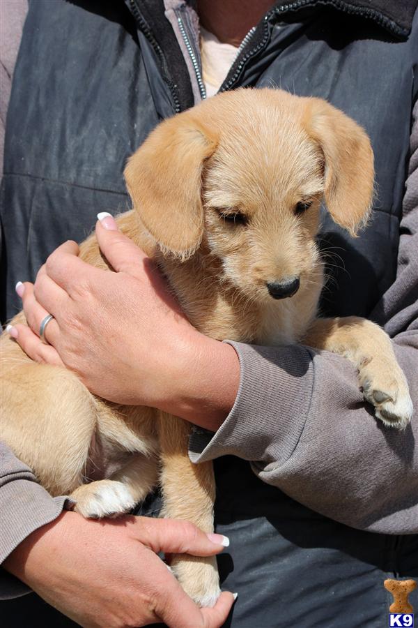 Puppies in Temecula