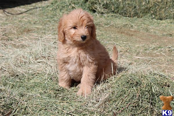 Puppies in Temecula