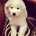Samoyed