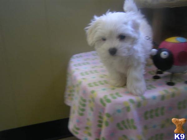 Puppies in NJ