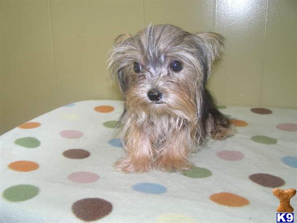 morkie puppies sale paterson jersey roger morkie puppies sale paterson jersey roger