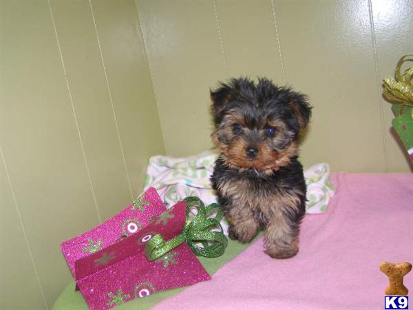 yorkie breeders in nj document moved yorkie breeders in nj document moved