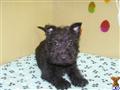 Scottish Terrier