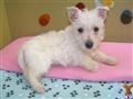 Scottish Terrier