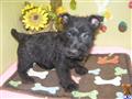 Scottish Terrier