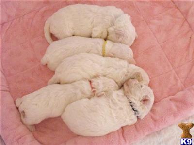Bichon Frise Puppies for Sale