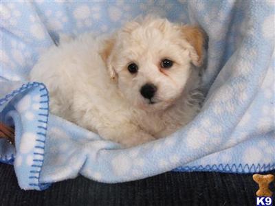 Puppies in MI