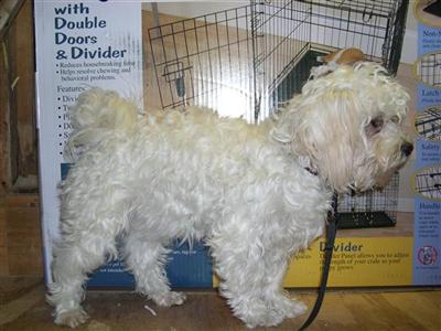 Dogs for Sale in MI