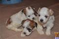 Havanese