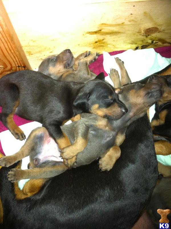 Doberman Pinscher Puppies in TX