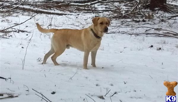 Stud Dogs - Labrador Retriever