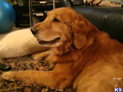 Stud Dogs - Golden Retriever