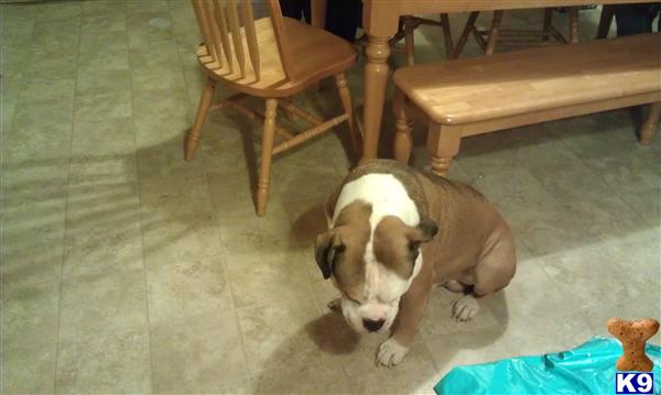 Stud Dogs in DE