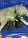 American Bandogge Mastiff