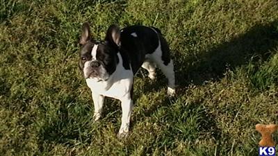 Stud Dogs - French Bulldog