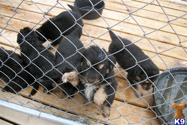 Puppies in KS