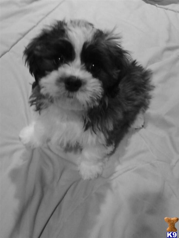 Shih+tzu+puppies+for+sale+in+ohio+cleveland