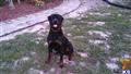 classified ad